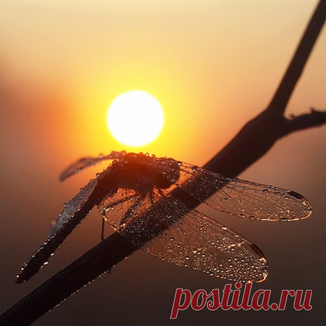 НА ПРОСУШКЕ