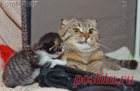 Какую песенку спеть, чтоб его убаюкать...?