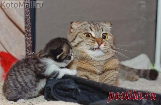 Какую песенку спеть, чтоб его убаюкать...?