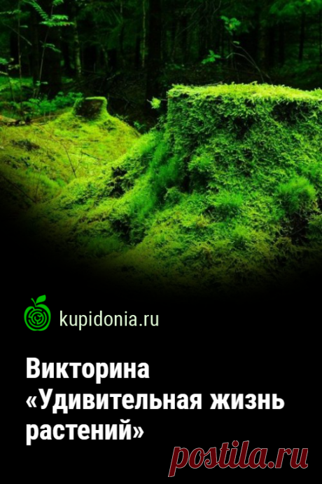 Викторина «Удивительная жизнь растений». Познавательный тест о растениях. Ботаника и биология. Проверьте свои знания!
