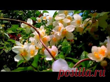 Медитация Ключи Рейки.  HD720
