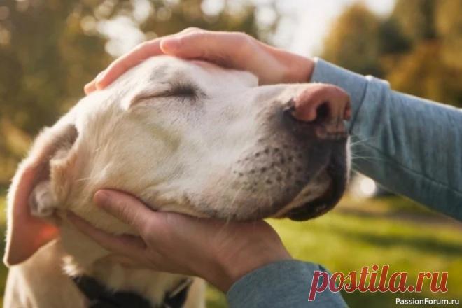 Можно ли изменить характер собаки? Существуют определенные черты характера собак, присущие отдельным породам. Например, джек-рассел-терьеры обычно энергичны и активны, в то время как мопсы более уравновешенны и спокойны. Однако даже в рамках одной породы возможны исключения, и точный характер питомца трудно предсказать...