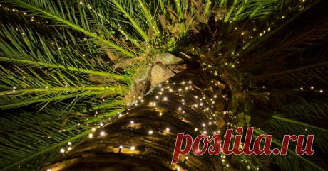 Тест: Что вы знаете о рождественских и новогодних растениях? А вы сможете опознать на фото рождественские колокольчики, рождественский куст и рождественское дерево?