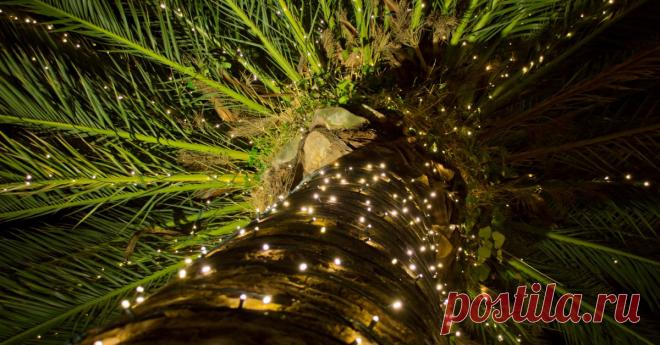 Тест: Что вы знаете о рождественских и новогодних растениях? А вы сможете опознать на фото рождественские колокольчики, рождественский куст и рождественское дерево?