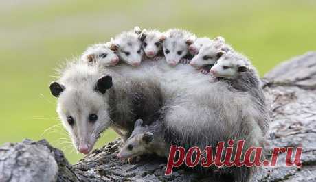 15 поссумов и опоссумов доказывающих, что они самые милые существа в мире