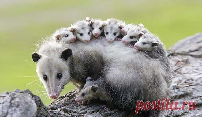 15 поссумов и опоссумов доказывающих, что они самые милые существа в мире