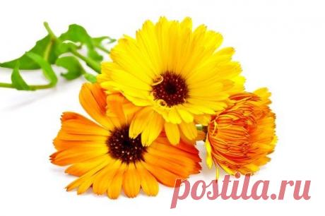 Календула и золотой ус против катаракты