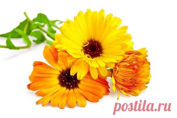 Календула и золотой ус против катаракты