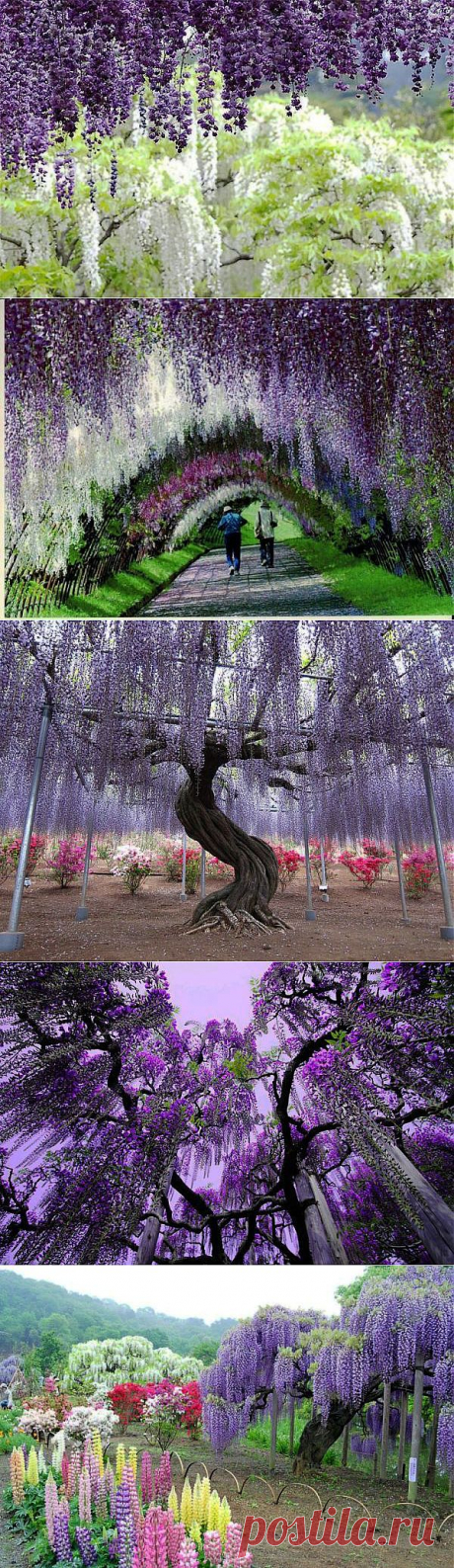 Сказочный сад Кавати Фудзи в Японии | Самоцветик