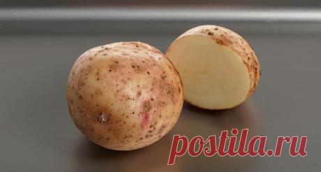 Картофель: какой он бывает – «Еда»