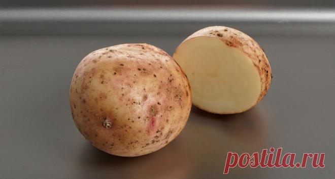 Картофель: какой он бывает – «Еда»