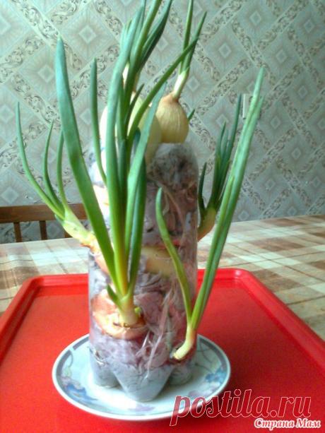 Как сэкономить место на подоконнике.