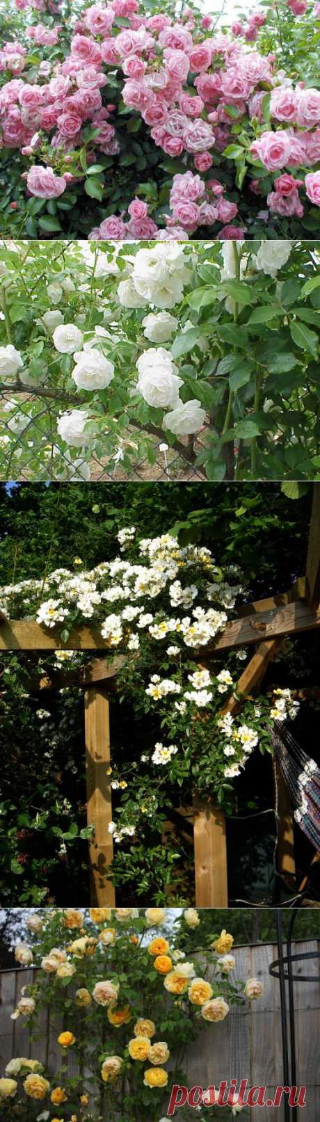 Как и когда лучше сажать плетистые розы | РОЗЫ