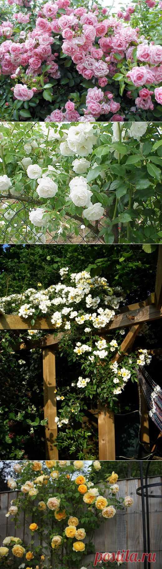 Как и когда лучше сажать плетистые розы | РОЗЫ