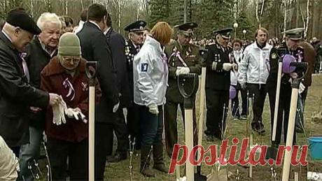 В Смоленске зацвела Сирень Победы - Первый канал