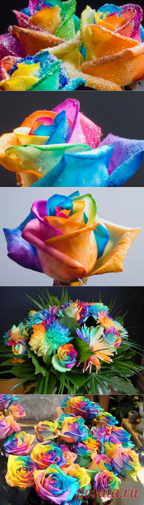 Радужные розы Питера Варкена | ТАЙНЫ ПЛАНЕТЫ ЗЕМЛЯ