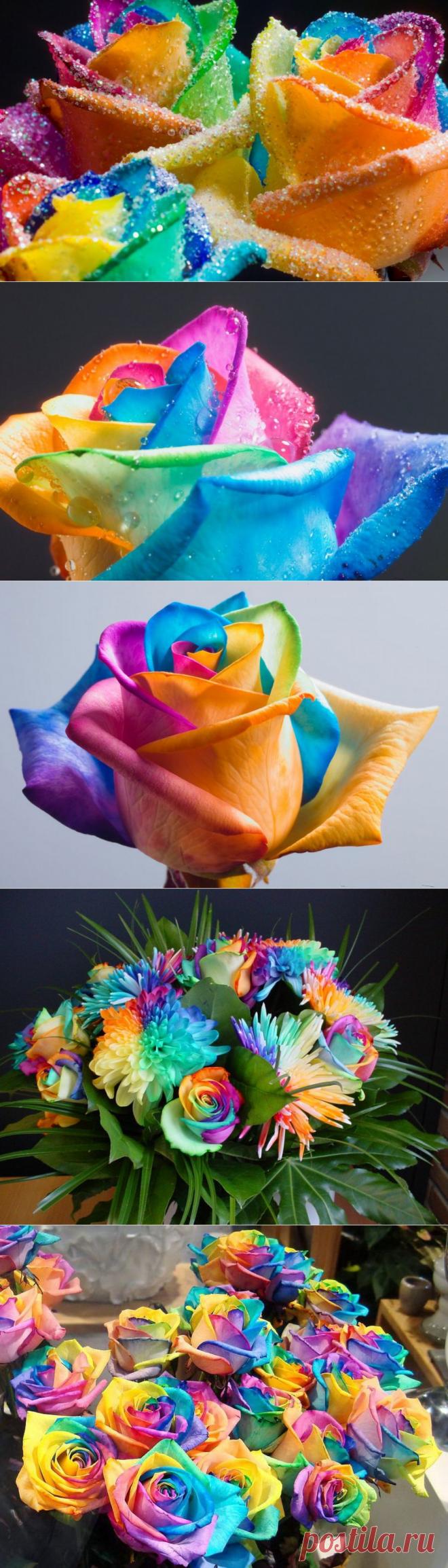 Радужные розы Питера Варкена | ТАЙНЫ ПЛАНЕТЫ ЗЕМЛЯ