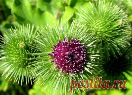 Как можно применять лопух? Существует немало целебных растений. И некоторый из них растут буквально у нас под ногами. Например, лопух многие считают сорняком, а зря, ведь это растение обладает некоторыми интересными и даже уник...