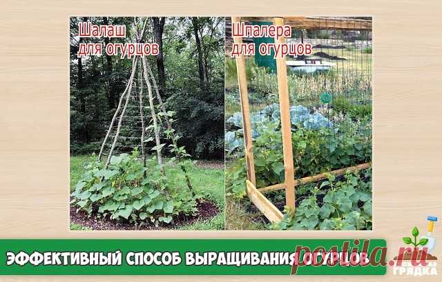 Особый и эффективный способ выращивания огурцов
Огурцы – любимый овощ на наших грядках. Их выращивают и в открытом грунте, и в теплице, и стелющимися по земле, и на шпалерах.
Делать шпалеру для огурцов – дело хлопотное и затратное. Для этого нужны и материал, и мужская сила. Я придумала свой способ выращивания огурцов, чтобы они плелись на подставках.Я как обычно готовлю семена к посеву. Заранее заготавливаю жерди из молодых прошлогодних побегов, а затем использую из в кач...