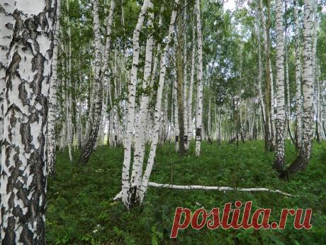 ФОТОМАСТЕРСКАЯ ПРИРОДЫ
Галина Чусовитина