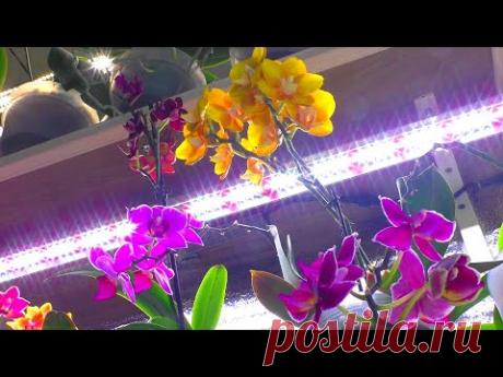 Орхидеи ЖИВУТ В ТЕМНОТЕ? КАК ПОМЕРИТЬ КОЛИЧЕСТВО СВЕТА для ОРХИДЕИ? ФИТОЛАМПЫ или БЕЛЫЙ СВЕТ?