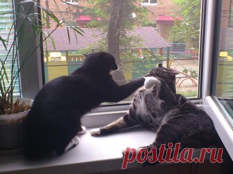 воспитание сына