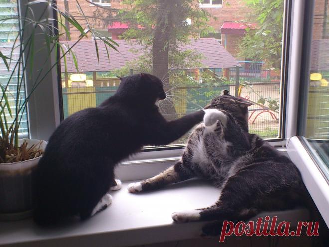 воспитание сына