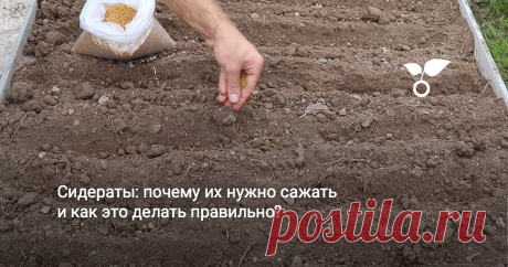 Сидераты: почему их нужно сажать и как это делать правильно? Грунт на грядках всегда должен быть качественным. Но что делать, если он долго не использовался и уплотнился или, наоборот, слишком сильно истощился после активного выращивания одной культуры за другой? Без должного ухода почва становится спрессованной, плохо пропускает воздух, содержит мало питательных веществ.