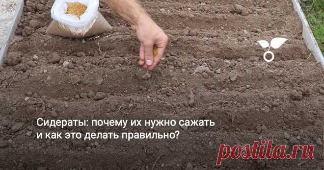 Сидераты: почему их нужно сажать и как это делать правильно? Грунт на грядках всегда должен быть качественным. Но что делать, если он долго не использовался и уплотнился или, наоборот, слишком сильно истощился после активного выращивания одной культуры за другой? Без должного ухода почва становится спрессованной, плохо пропускает воздух, содержит мало питательных веществ.