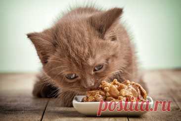 8 самых больших мифов, связанных с питанием кошек | ikoshkiru - Мир кошек | Дзен