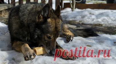 RT: в Приморье спасли собаку, которая просидела на льду реки около трёх недель. В Приморском крае спасли собаку, которая просидела на льду реки около трёх недель. Об этом в беседе с RT рассказала зоозащитница Виктория Федонюк. Читать далее