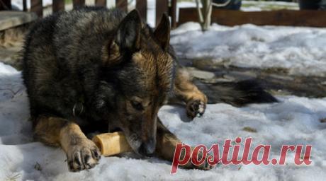 RT: в Приморье спасли собаку, которая просидела на льду реки около трёх недель. В Приморском крае спасли собаку, которая просидела на льду реки около трёх недель. Об этом в беседе с RT рассказала зоозащитница Виктория Федонюк. Читать далее