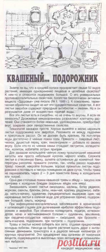 Квашеный... подорожник