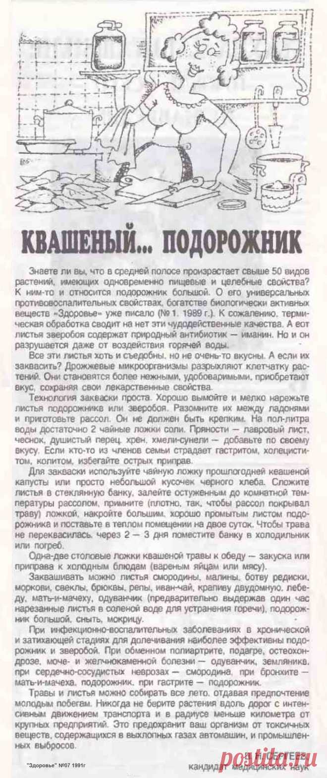 Квашеный... подорожник