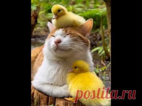 🐕 Смешное видео с животными! 😺 Вы будете смеяться! 🐱