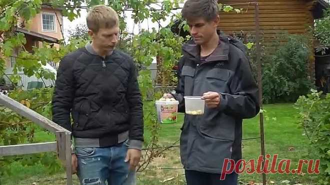 Посадка лука под зиму. Посадите с этим растением и лук будет здоров всегда!