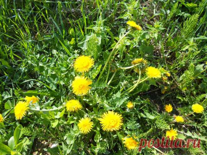 LIAUDIES IŠMINTIS PATARIA (pagal B. Martišienės knygą): KIAULPIENĖ (lot. Taraxacum, angl. Dandelion, vok. Löwenzahn)