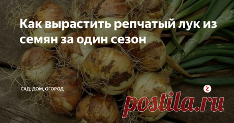 Как вырастить репчатый лук из семян за один сезон Многие подумают, что это ошибка и вырастить репчатый лук из семян за сезон невозможно в принципе, однако, это далеко не так. Способ, о котором я сейчас расскажу, позволяет вырастить лук не только в южных регионах, но и практически на всей территории России.
Выбираем сорт правильно
Конечно, не все сорта подойдут для выращивания лука за сезон. Выбирать нужно гибриды и сорта с коротким периодом вегет