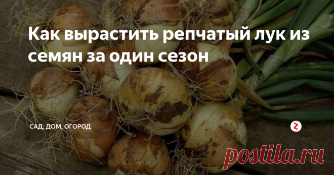 Как вырастить репчатый лук из семян за один сезон Многие подумают, что это ошибка и вырастить репчатый лук из семян за сезон невозможно в принципе, однако, это далеко не так. Способ, о котором я сейчас расскажу, позволяет вырастить лук не только в южных регионах, но и практически на всей территории России.
Выбираем сорт правильно
Конечно, не все сорта подойдут для выращивания лука за сезон. Выбирать нужно гибриды и сорта с коротким периодом вегет
