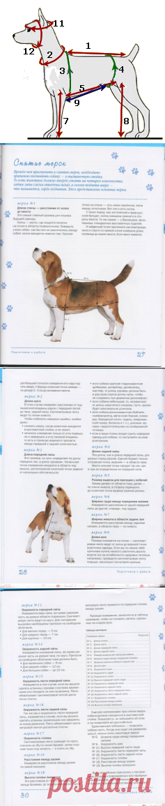 Как снять мерки - Форум НАШИ ЙОРКИ И ИХ ДРУЗЬЯ