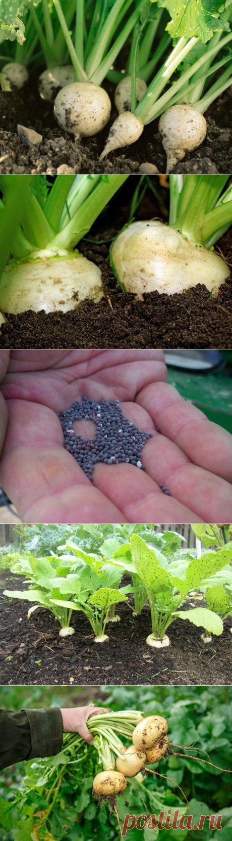Выращивание репы на даче