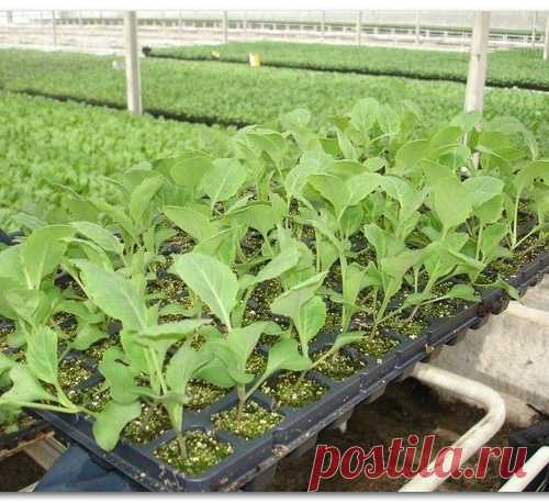 Выращивание рассады: 8 проблем и их решения