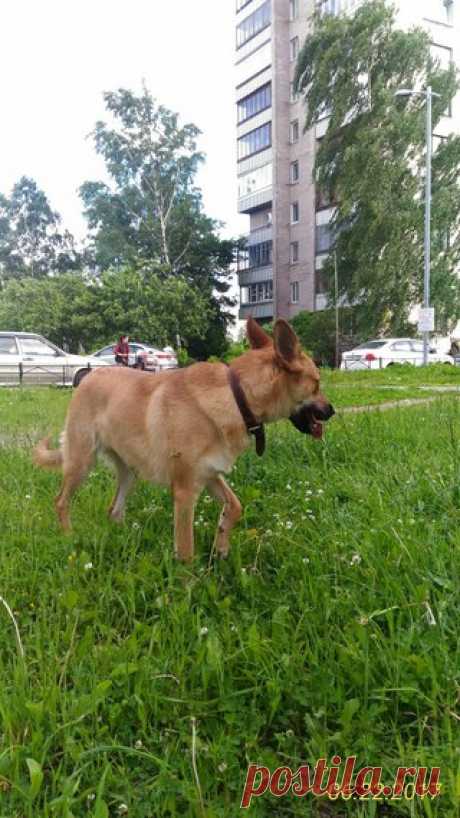 Сегодня в 18.30 в районе Пискаревки найдена собака, с ошейником, видимо потерялась, ласковая, в руки дается!!! В районе дет.площадки , далеко уйти не могла!!!