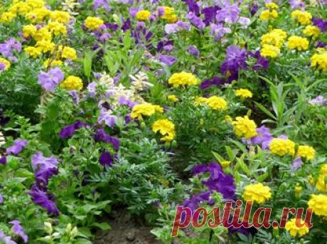 Однолетники - простор для творчества! | ЖЕНСКИЙ МИР