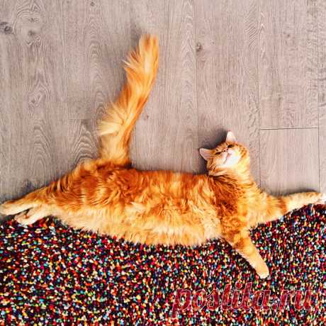 как нарисовать котлету - Поиск в Google