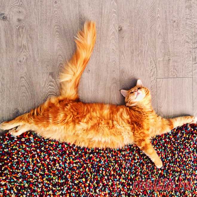 как нарисовать котлету - Поиск в Google