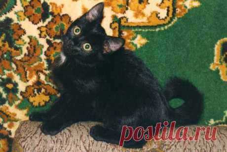 Мотька из первого помета Кисяни.