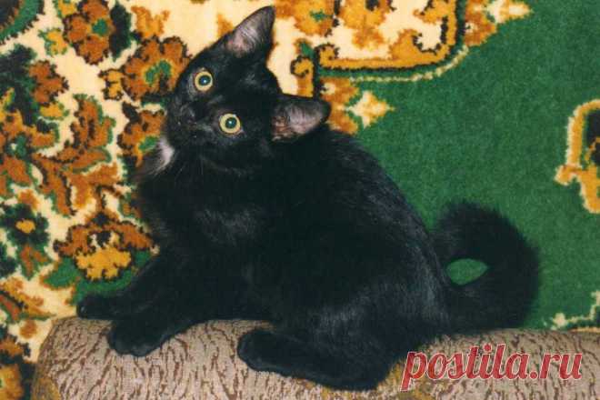 Мотька из первого помета Кисяни.