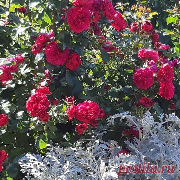 5 растений-защитников роз от насекомых-паразитов. Посадите, опрыскивать практически не придется | посуДАЧИм об огороде Пульс Mail.ru