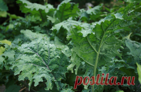 7 продуктов, которые сотворят чудо с вашей кожей. Клуб кулинаров.